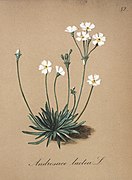 Category:Androsace lactea - botanical illustrations - Wikimedia Commons
