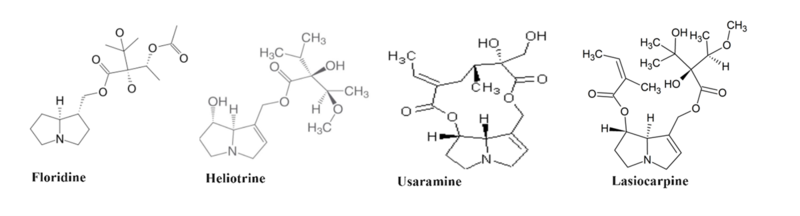 File:Different Necine acids (Floridine, Heliotrine, Usaramine, lasiocarpine).png