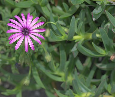 Dimorphotecaeclonis in Tandil, Argentina