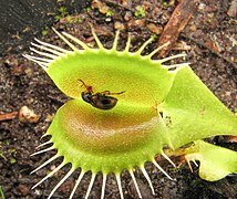 Escarabajo (Paria) atrapado por Dionaea muscipula