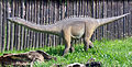 Juvenile Diplodocus model