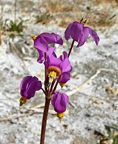 Shoshone shooting star (Dodecatheon pulchellum var. shoshonense)