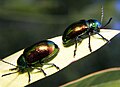 Eumolpinae: dogbane leaf beetles, Chrysochus auratus