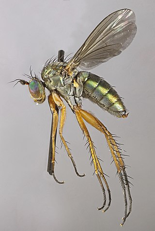 <i>Dolichopus pennatus</i> Species of fly