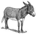 Donkey (PSF).png