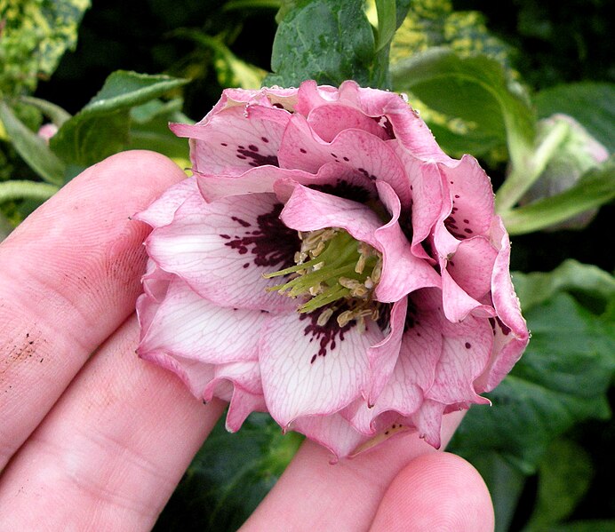 File:Double pink hellebore with dark blotching.JPG