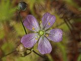 Drosera ericksoniae flower Darwiniana.jpg