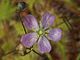 Květina Drosera ericksoniae Darwiniana.jpg