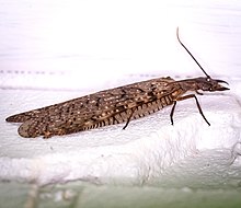 Eastern Dobsonfly (Corydalus cornutus) female Eastern Dobsonfly (Corydalus cornutus) female.jpg