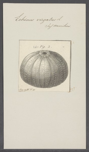 File:Echinus virgatus - - Print - Iconographia Zoologica - Special Collections University of Amsterdam - UBAINV0274 107 02 0023.tif