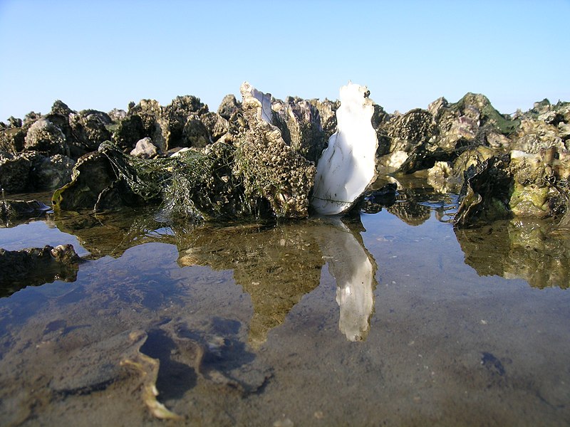 File:Ecomare - Japanse oester (japanse-oester-2175-ogb).jpg