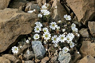 <i>Cerastium nigrescens</i> Species of flowering plant in the pink family Caryophyllaceae