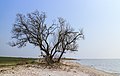 Eenzame boom op het strand. Locatie Mirnser Klif 02.jpg