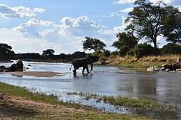 Elephant, Ruaha National Park (6) (28695887736).jpg