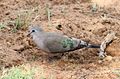 Emerald-spotted Wood Dove, Turtur chalcospilos at Marakele National Park, South Africa (13971648967).jpg