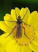 Empis opaca (Empididae)