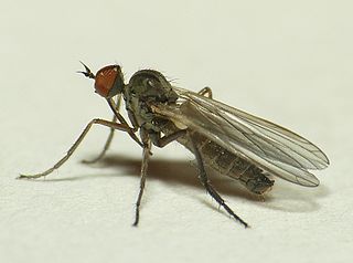 <i>Empis nuntia</i> Species of fly