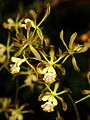 Encyclia alata flowers