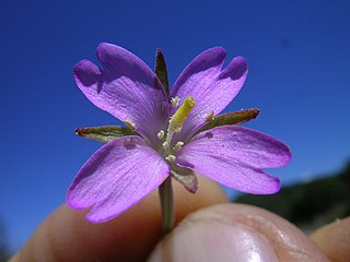 <i>Epilobium billardierianum</i> Species of flowering plant