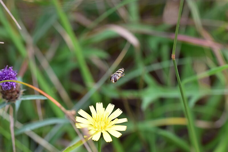 File:Episyrphus balteatus (29010925476).jpg