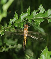 Epitheca bimaculata.jpg