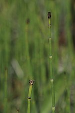 Thumbnail for Equisetum laevigatum