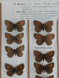 Mnestras ringlet Species of butterfly