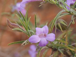 <i>Eremophila gilesii</i> Species of plant