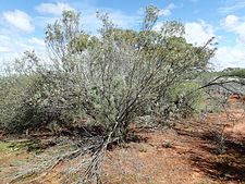 E. youngii subsp. youngii growing near Shark Bay Eremophila youngii youngii (habit).jpg