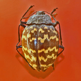 <i>Erotylus</i> Genus of beetles