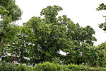 2 ash trees (Fraxinus excelsior), summer linden (Tilia platyphyllos)