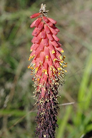 <i>Kniphofia umbrina</i> Species of plant in the genus Kniphofia