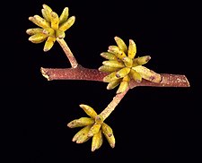 E. agglomerata flower buds Eucalyptus agglomerata buds.jpg