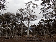 Okaliptüs elliptica habit.jpg