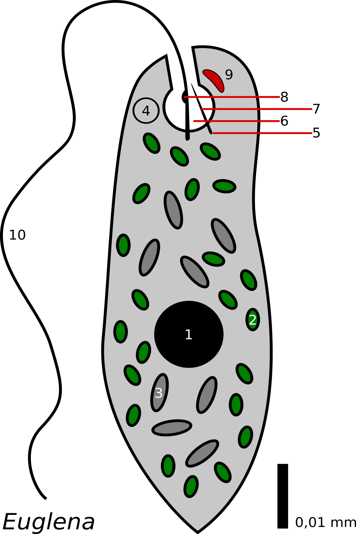 Euglena maitinasi