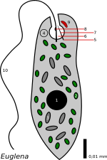 Miniatura per Euglena