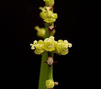 Euphorbia vajravelui