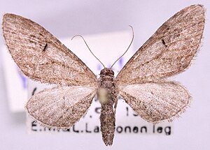 Eupithecia innotata.jpg