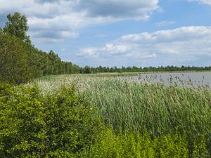 European bird reserve Heerter See 04.jpg