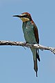 * Nomination Eurropean bee-eater (Merops apiaster), Namibia --Charlesjsharp 08:32, 10 April 2018 (UTC) * Promotion  Support - Good enough quality, IMO, and nice composition. -- Ikan Kekek 08:57, 10 April 2018 (UTC)