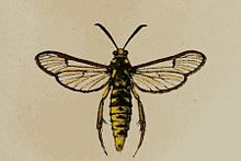 Eusphecia pimplaeformis.JPG