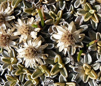 E. meredithiae has papery, white terminal flowers Ewartia Meredithae.jpg