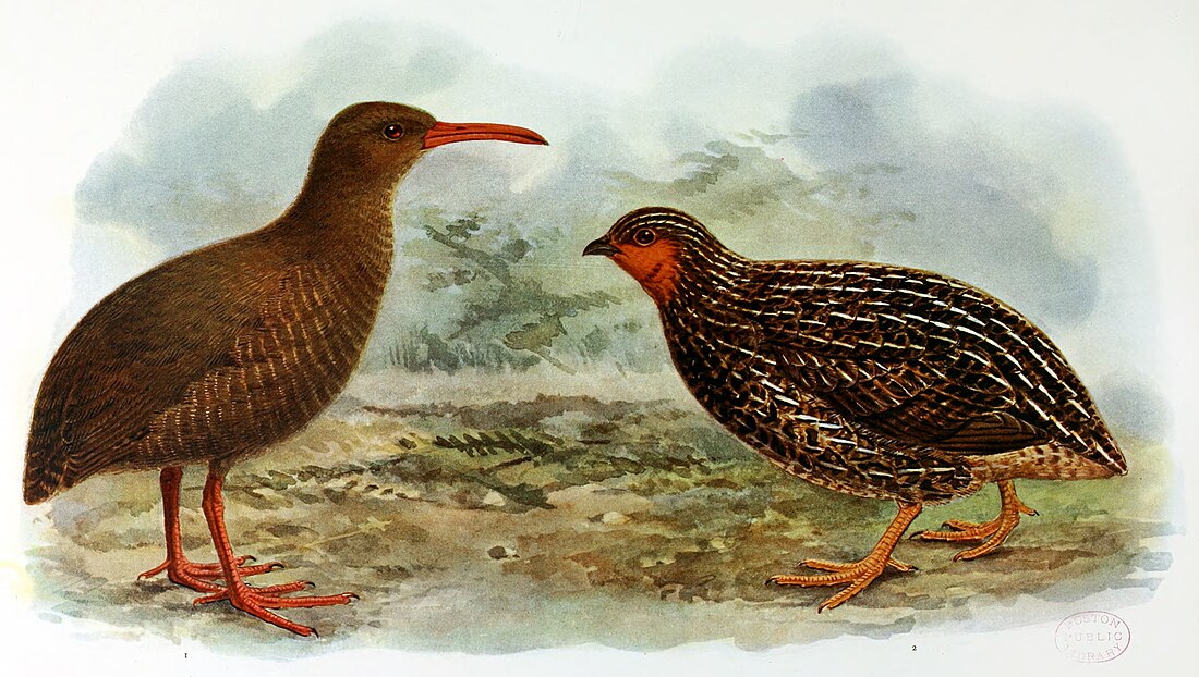 File:Extinct birds - an attempt to unite in one volume a short account of those birds which have become extinct in historical times - that is, within the last six or seven hundred years - to which are (14770671773).jpg