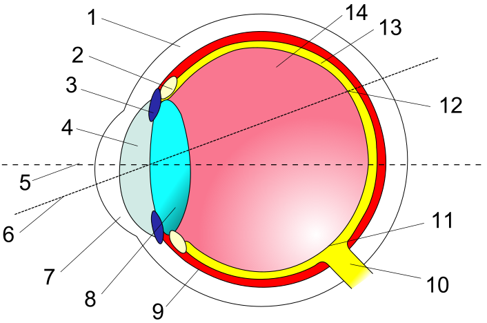 File:Eye in cross-section.svg