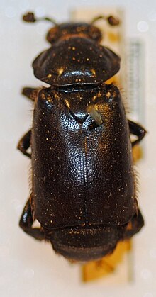 Nicrophorus morio is a burying beetle