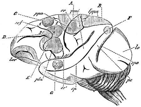 Face latérale du cerveau d'un singe magot