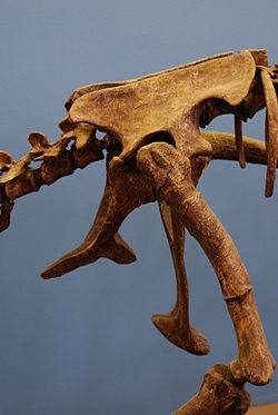 The pelvic girdle of the dinosaur Falcarius utahensis Falcarius pelvis.jpg