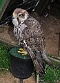 European Lanner Falcon (Falco biarmicus feldeggii) Lannerfalke