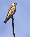 Falco columbarius Seattle.jpg