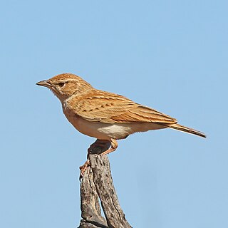 <span class="mw-page-title-main">Fawn-coloured lark</span> Species of bird